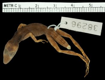 Media type: image;   Herpetology R-38296 Aspect: dorsal